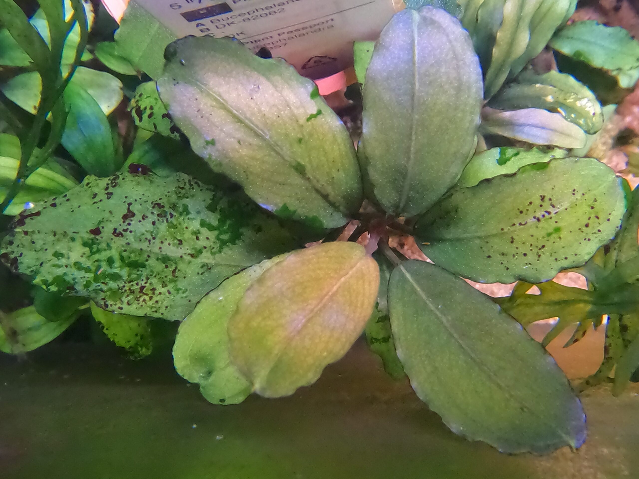 Bucephalandra sp. Nanga  taman 水上葉